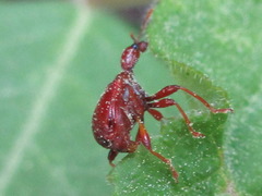 Leptapoderus rubidus