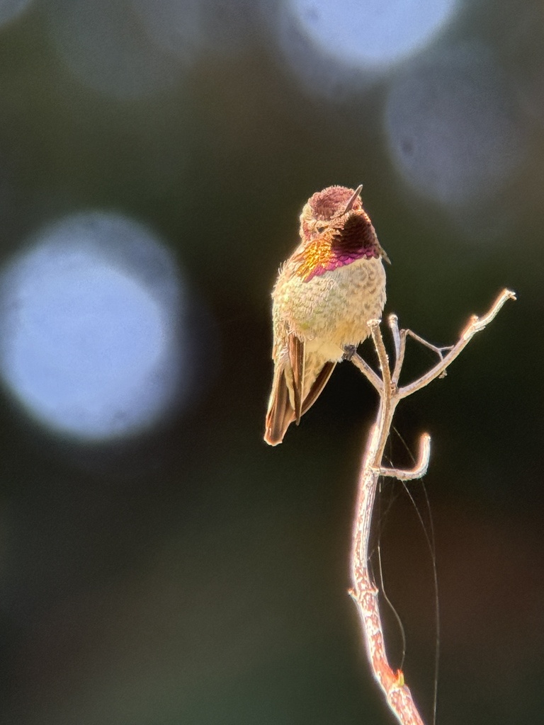 Anna's Hummingbird from Aptos, CA 95003, USA on March 4, 2026 at 12:20 ...