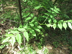 Picrasma quassioides