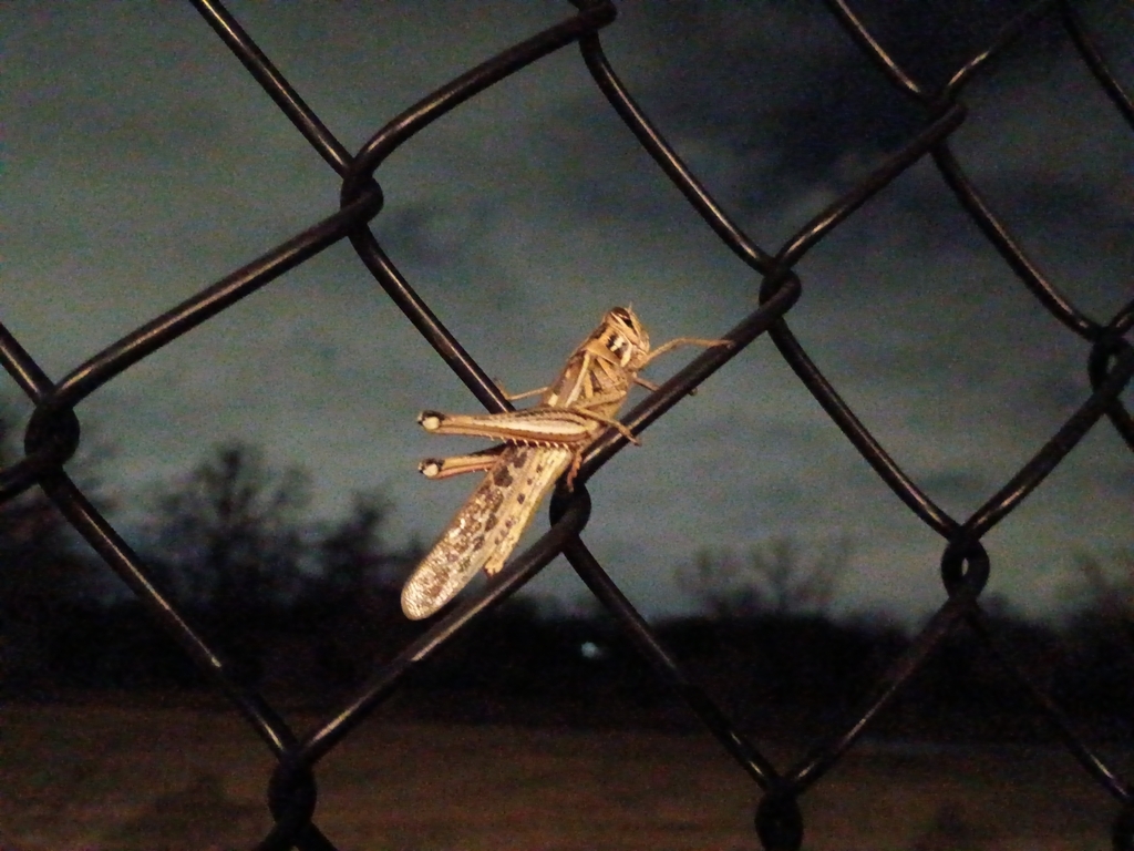Tx Locust Central American Locust from Robinson, TX, USA on March 5, 2026 at 12: ...