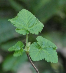 Ribes sanguineum glutinosum