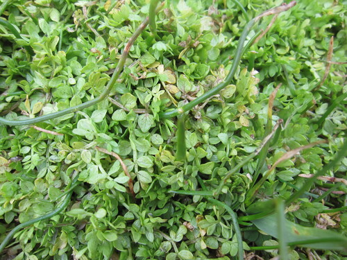Macoun's Meadowfoam (Limnanthes macounii)