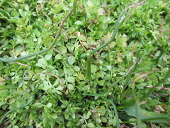 Limnanthes macounii, photograph (c) Jayni Chang, some rights reserved (CC BY)