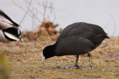 Fulica atra