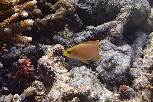 Brown dottyback (Pseudochromis fuscus) — Pseudochromidae — 3