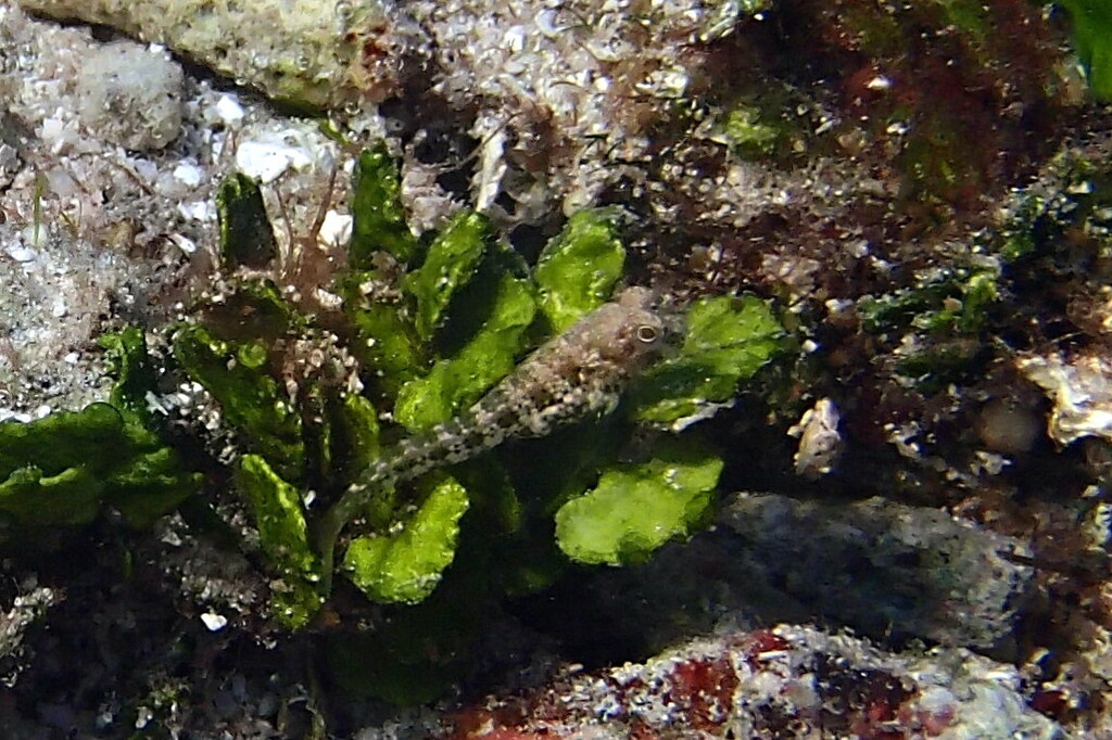 Blue-spot blenny (Salarias guttatus) — Blenniidae