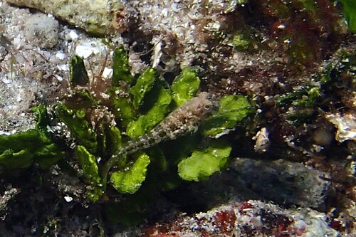 Blue-spot blenny (Salarias guttatus) — Blenniidae