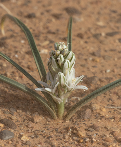 Albuca amoena