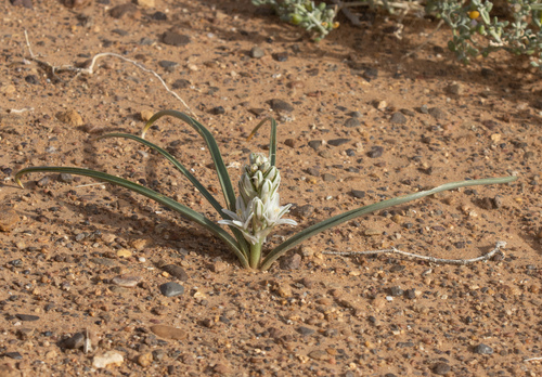 Albuca amoena