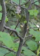 Ribes sanguineum glutinosum