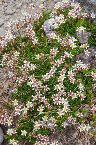 Tolmie's Saxifrage (Micranthes tolmiei)