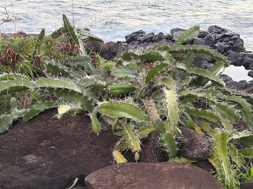 Acanthocereus tetragonus, 2026-03-04
