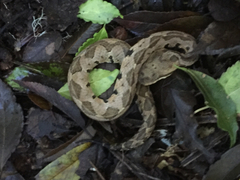 Metlapilcoatlus olmec