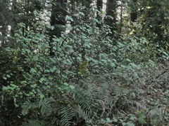 Ribes sanguineum glutinosum