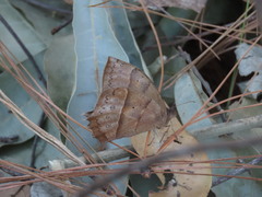 Taygetis nympha