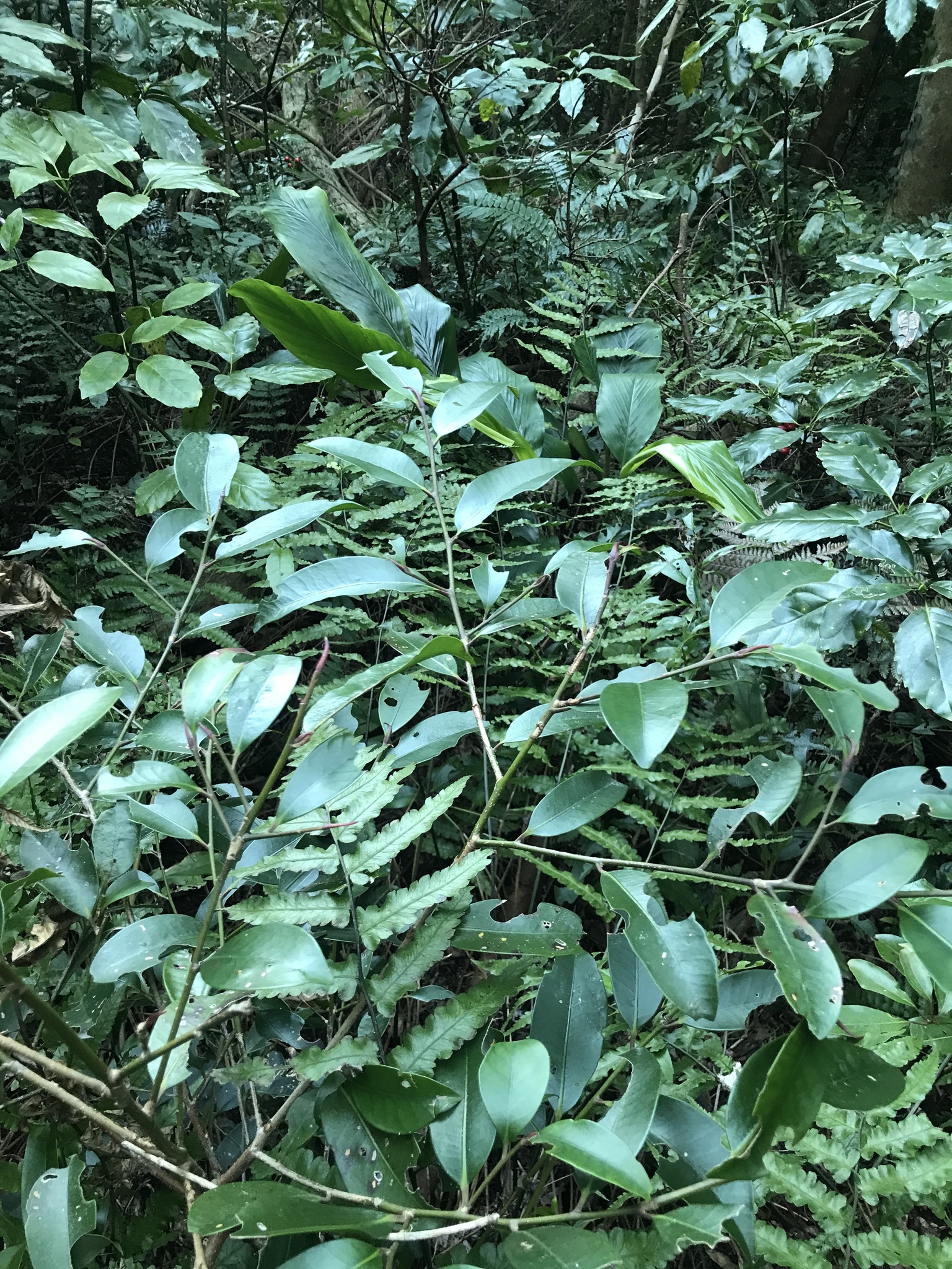 Sakaki (Cleyera japonica)
