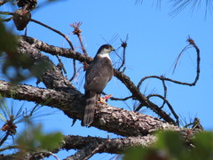 Accipiter striatus chionogaster