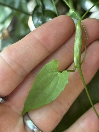 Mikania micrantha iNat (1)