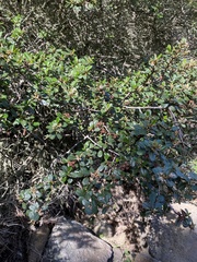 Ceanothus megacarpus insularis