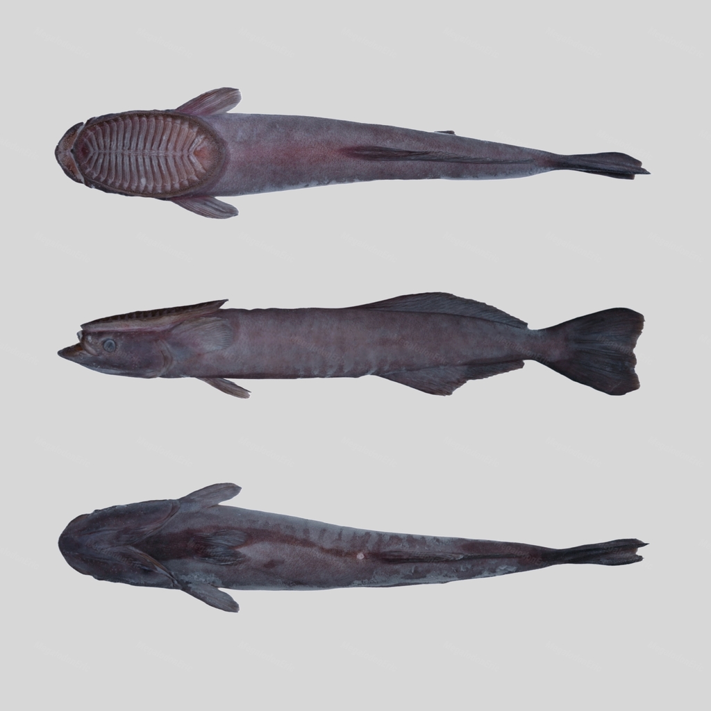 Grey marlinsucker (Remora brachyptera) — Echeneidae