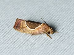 Hoplomorpha abalienella