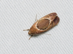 Hoplomorpha abalienella