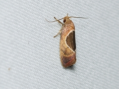 Hoplomorpha abalienella