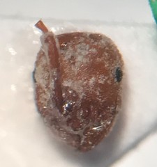 Proceratium pergandei