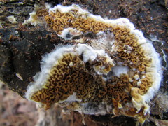 Serpula himantioides