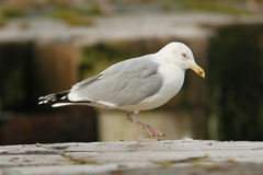 Larus argentatus