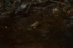 Lithobates pustulosus