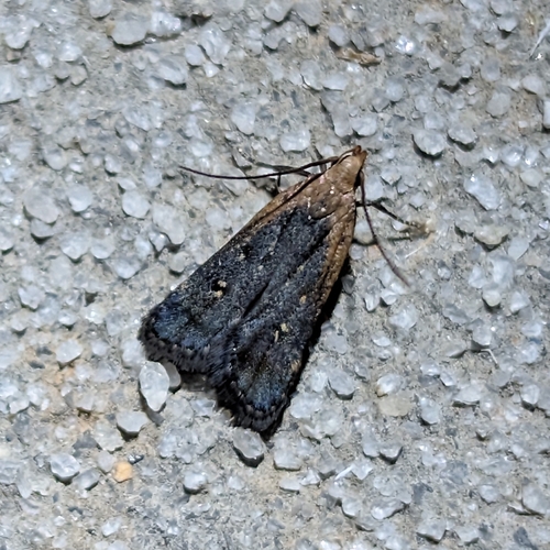 Coneflower Moth photo 2