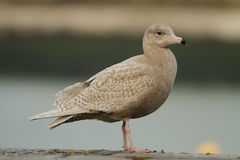 Larus hyperboreus