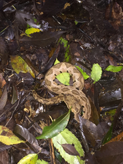 Metlapilcoatlus olmec