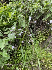Triteleia clementina