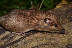 Heteromys pictus