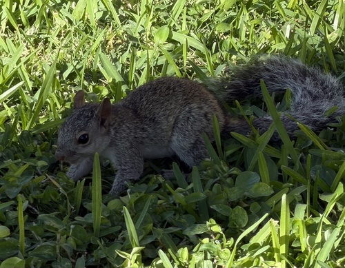 Yucatan Squirrel