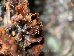 Gliocladium polyporicola