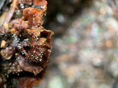 Gliocladium polyporicola
