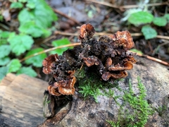Gliocladium polyporicola