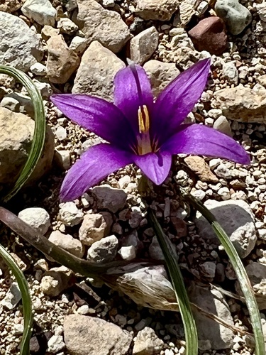 Romulea tempskyana
