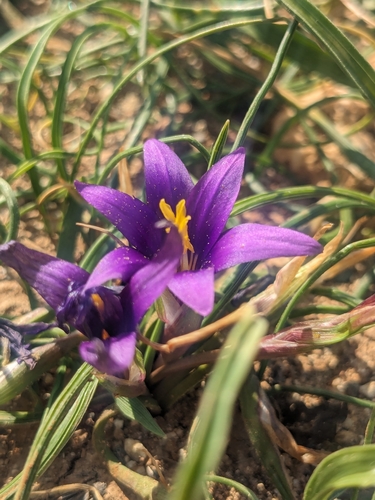 Romulea tempskyana
