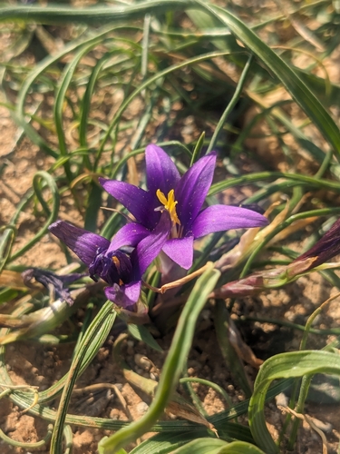 Romulea tempskyana