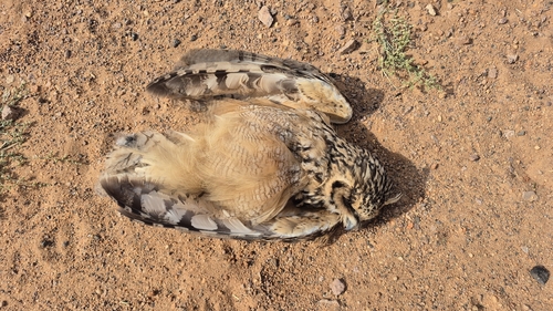 Pharaoh Eagle-Owl (Bubo ascalaphus), photo 8