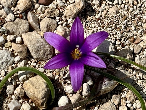 Romulea tempskyana