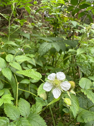 Rubus rosifolius observed 2026-03-04