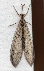 Distoplectron minor