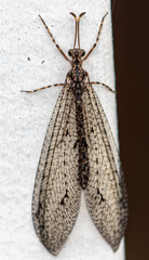 Distoplectron minor