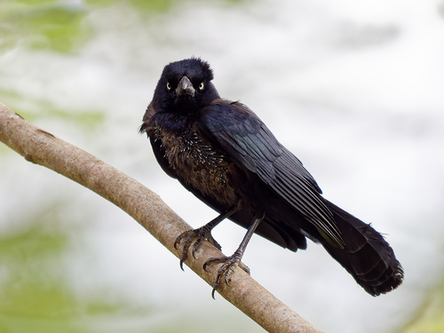 Greater Antillean Grackle