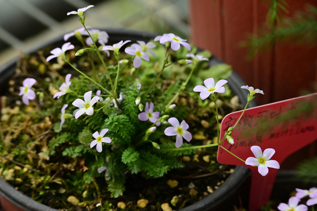 Primula merrilliana